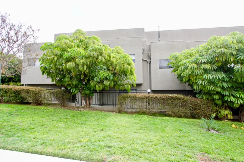 The trees around Silverview