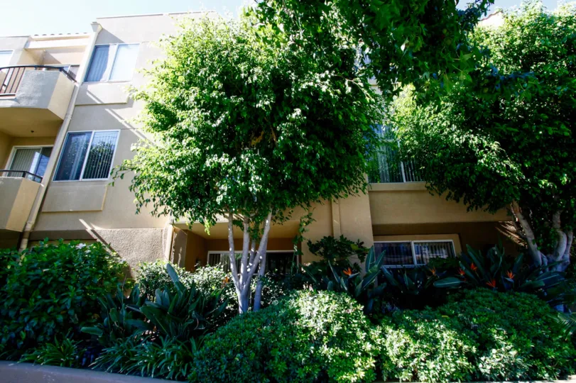 The greenery that provides privacy at 12633 Moorpark