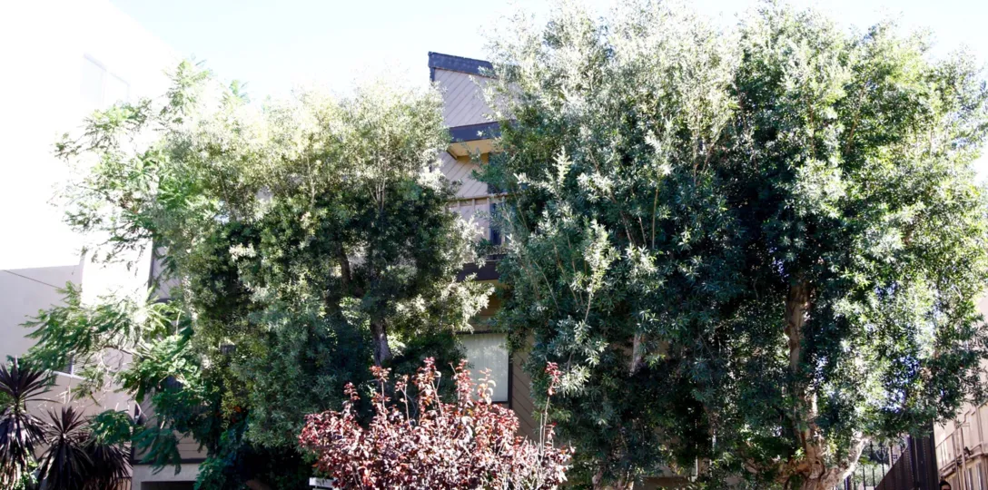 The landscaping around 13012 Valleyheart Dr in Studio City