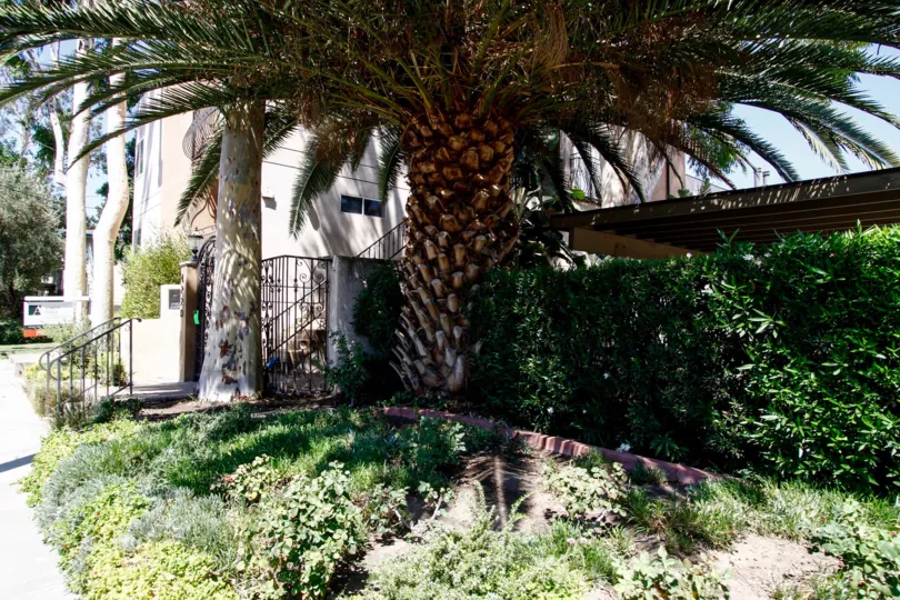The landscaping around 4220 Fair Ave in Studio City