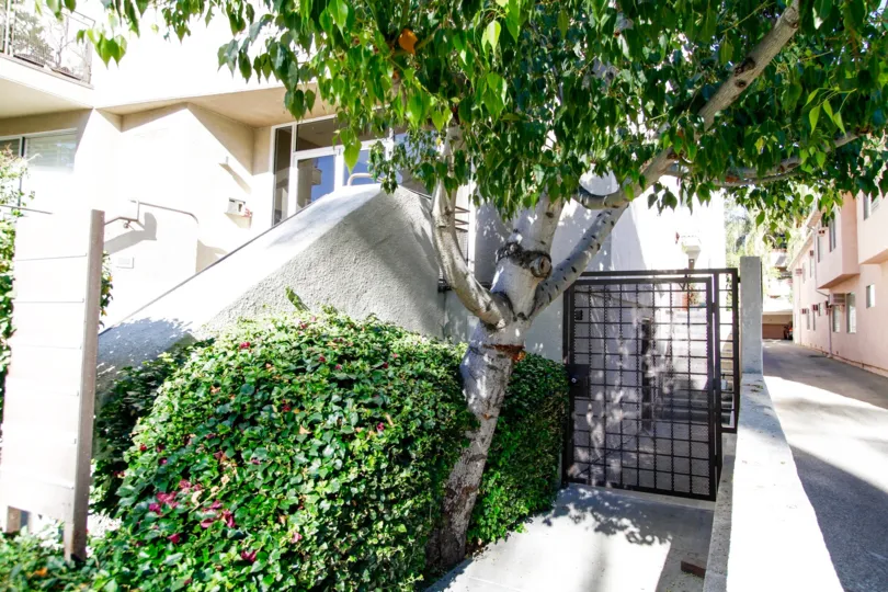 The landscaping at 4236 Longridge Ave in Studio City