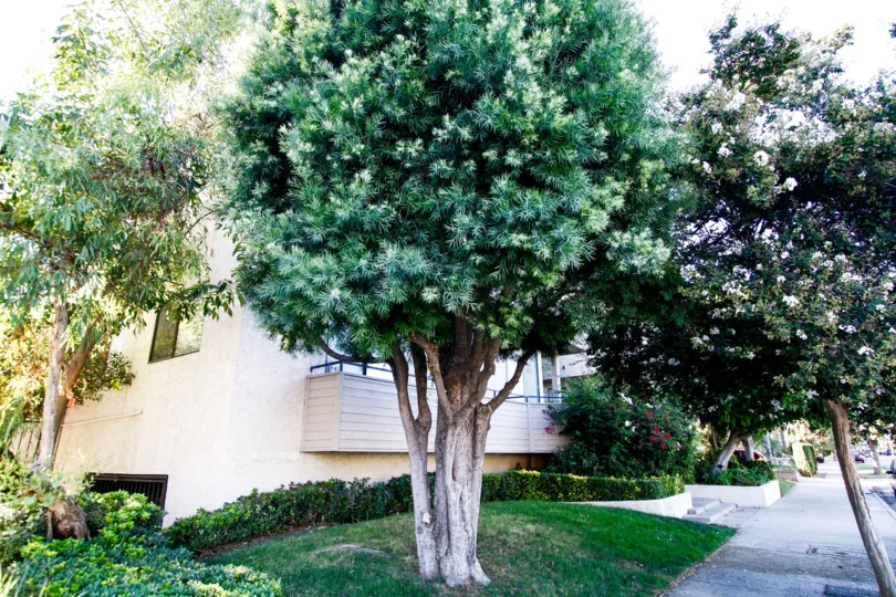 The trees around 4515 Coldwater Canyon Ave