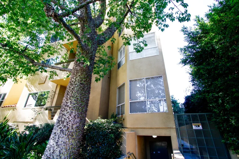 The trees around Toscana Court in Studio City