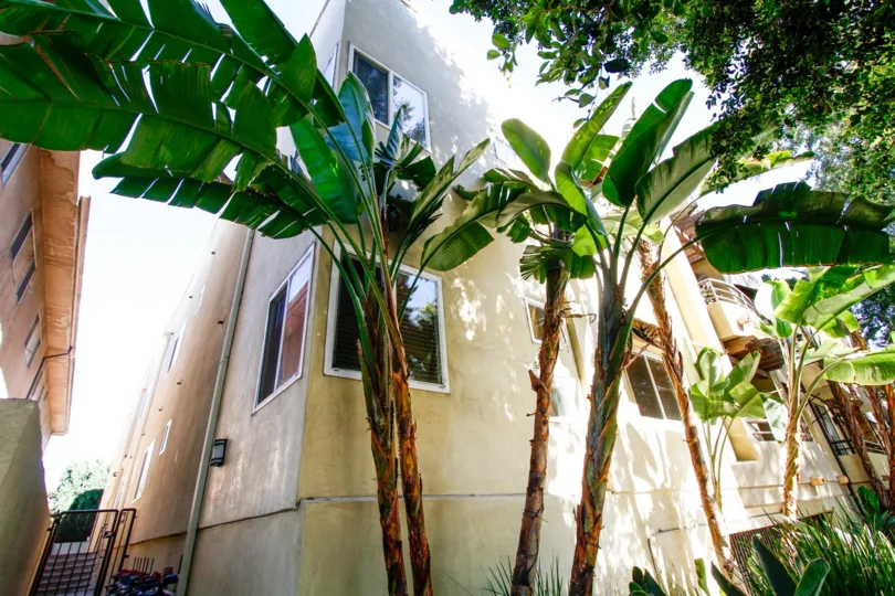 The trees around the Whitsett Greens in Studio City