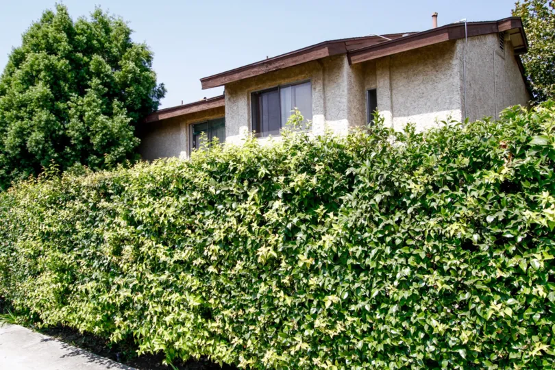 The hedges surrounding Cabrillo Park for privacy