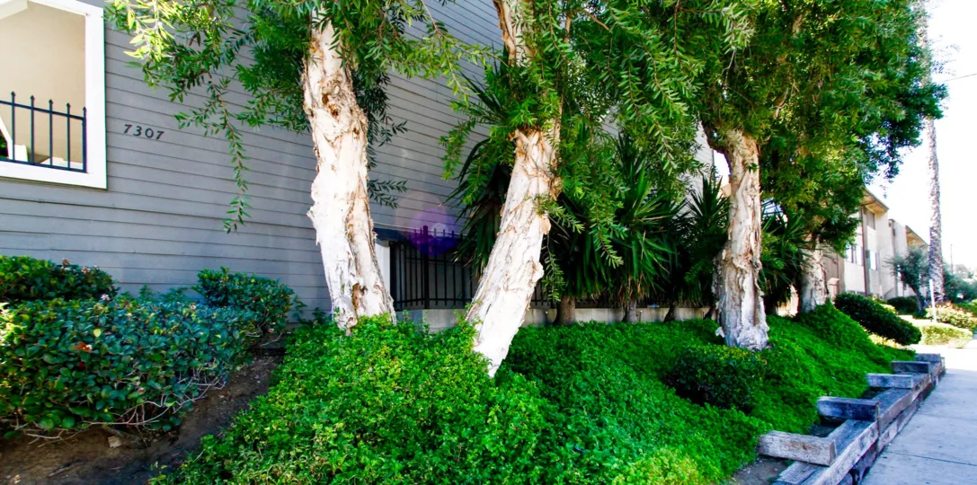 The yard at Cape Colony in Van Nuys