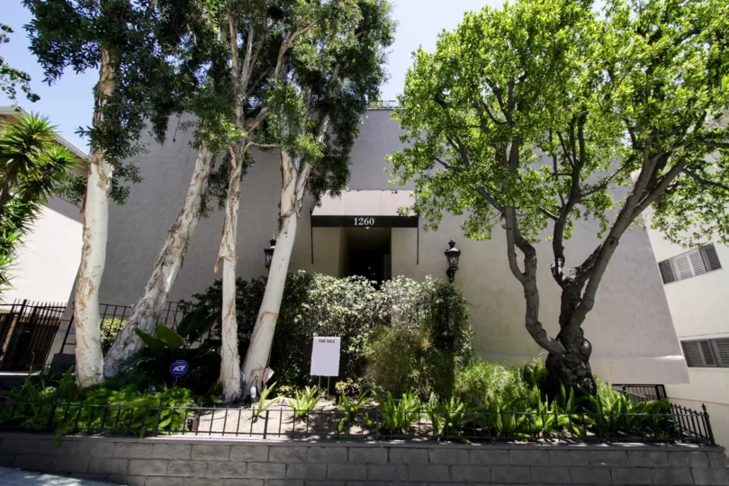 The trees around 1260 N Kings in West Hollywood