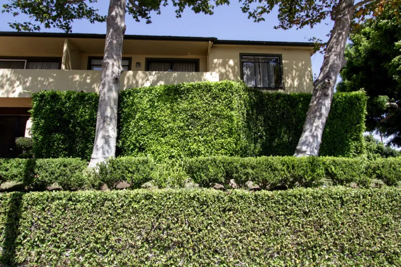 The landscaping around 1318 N Crescent Heights in West Hollywood