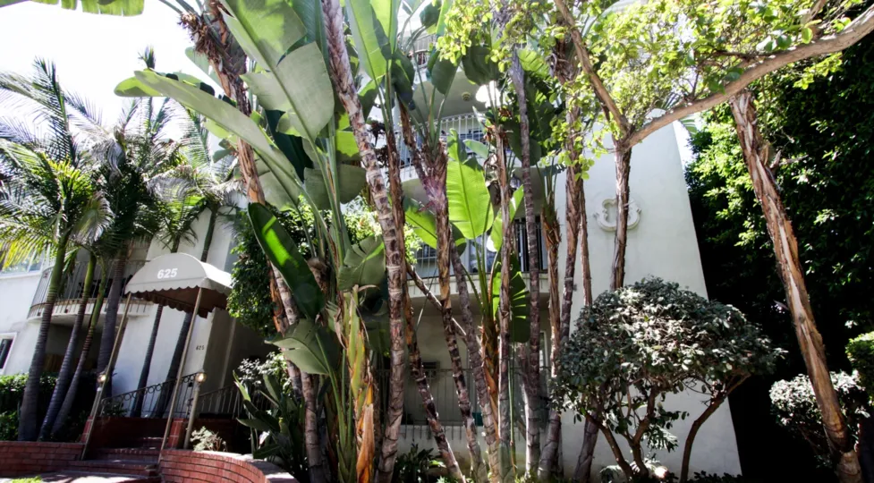 The trees around 625 N Flores in West Hollywood