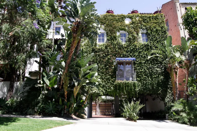 The ivy that has grown over the 7 Fountains building