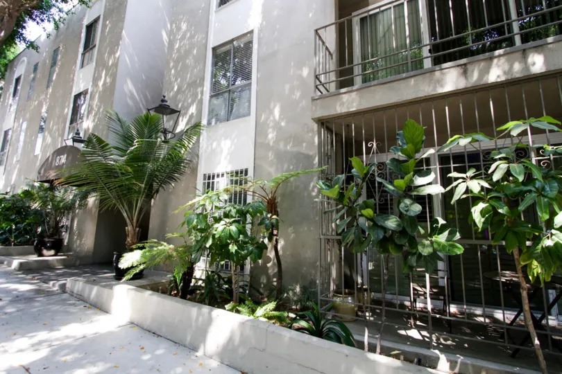 The trees around 874 Hammond in West Hollywood