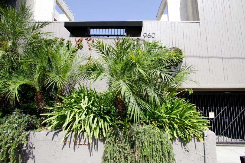 The greenery seen at 960 N San Vicente in West Hollywood