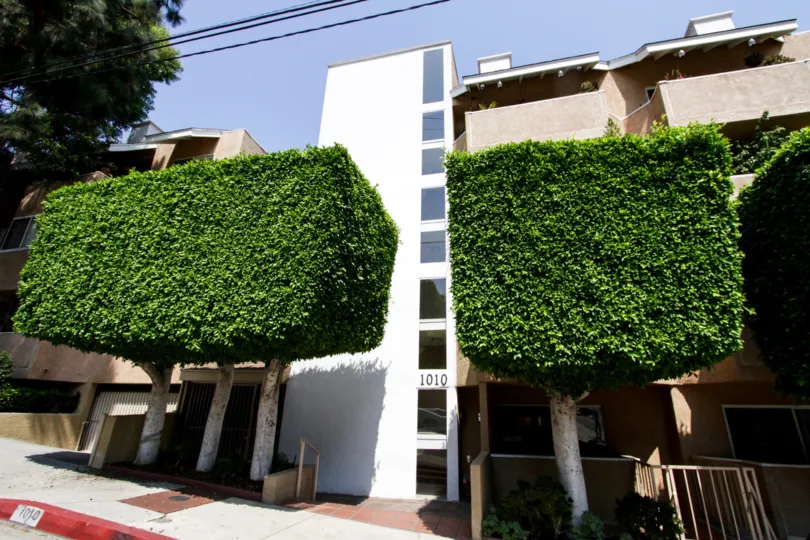 The trees in front of the Hammond Terrace
