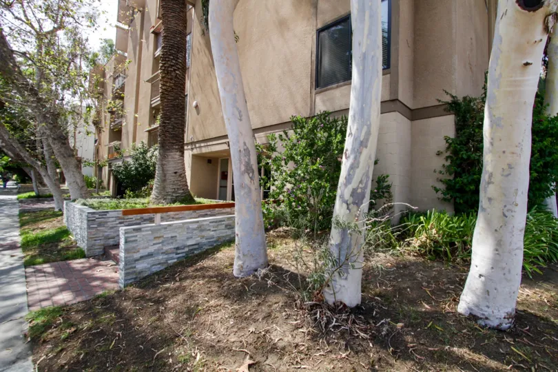 The trees seen around Hampton West in West Hollywood