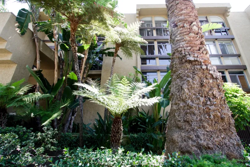 The trees in front of Nob Hill