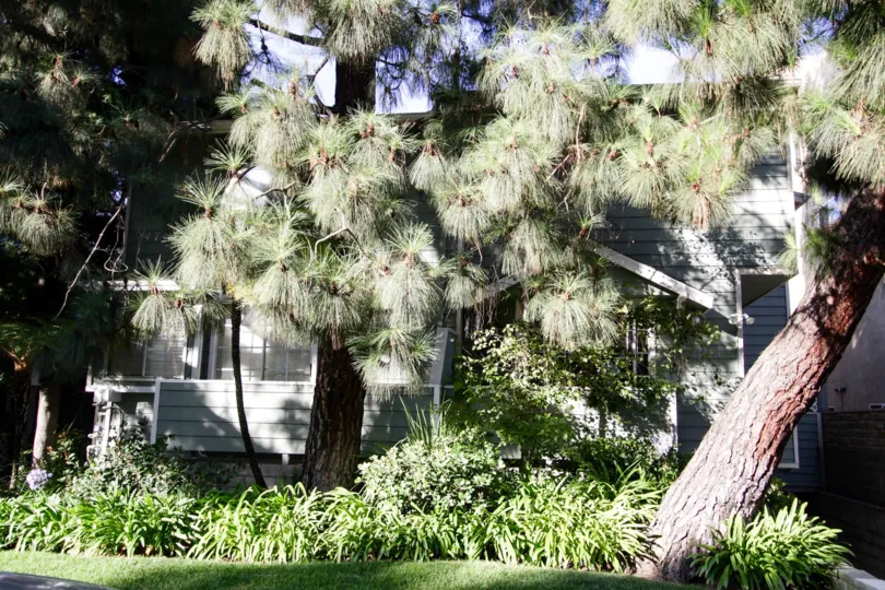 The gorgeous landscaping of 2474 Centinela