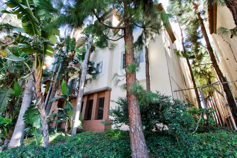 The trees around the Capri Villas