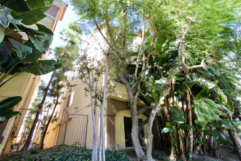 The trees in front of the Portofino in Westchester, California