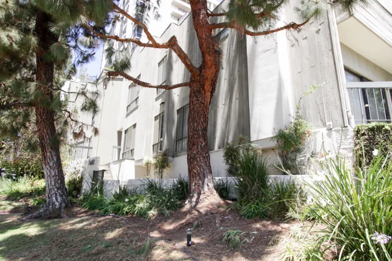 The trees beside Ashton East
