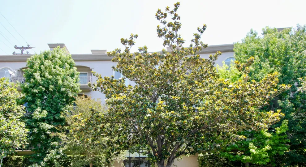 A sunny day in the Beverly Landmark II with beautiful apartment and a big tree infrond of the apartment.