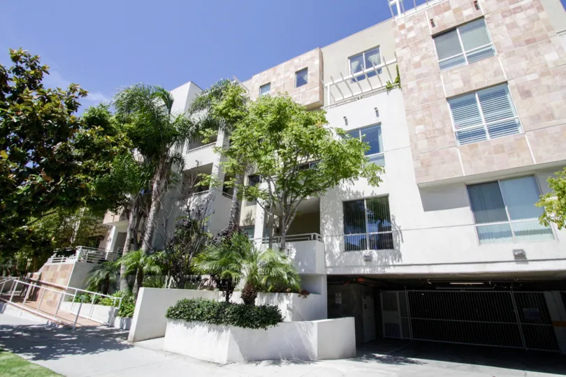 The trees outside of Glen Court in Westwood