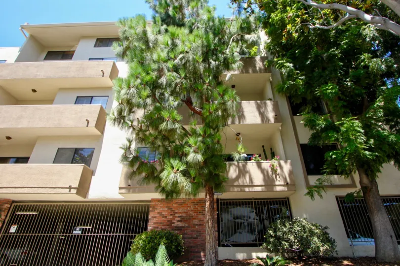 THE TREES TAKE PLASE IN THE FRONT OF THE APPARTMENT. ITS VERY BEAUTIFUL SCENORY.