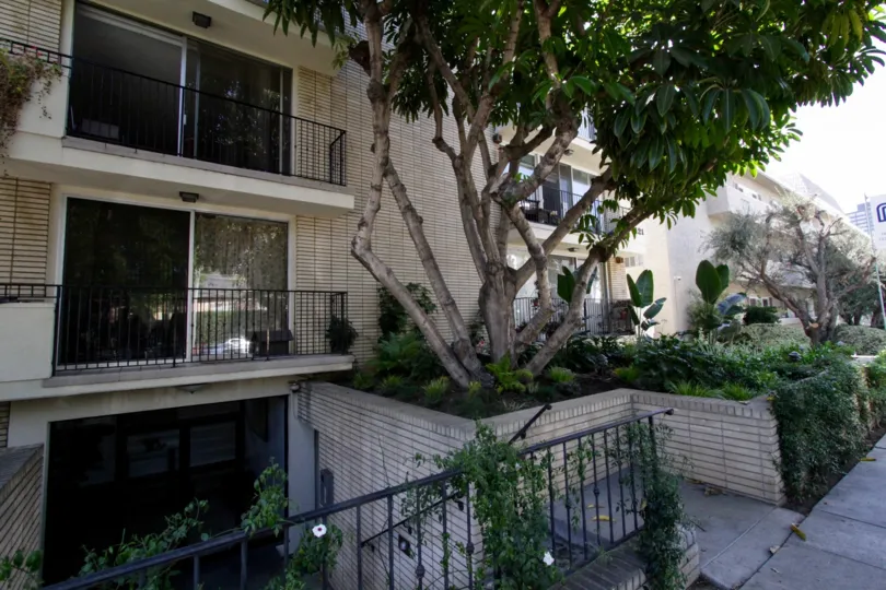 The trees outside of the Midvale Condos