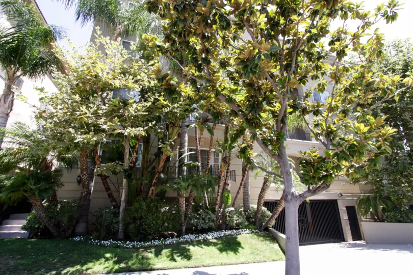 The trees surrounding The Rutherford in Westwood