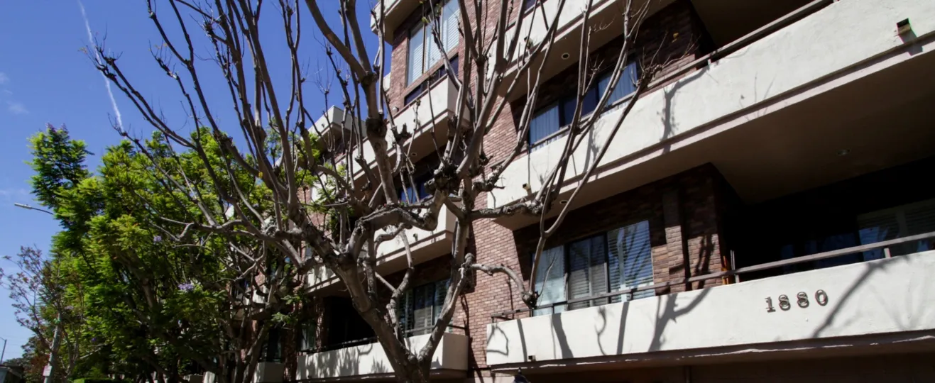 The trees seen at the Westwood Ambassador