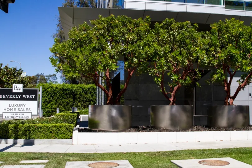 The trees in front of the Westchester House