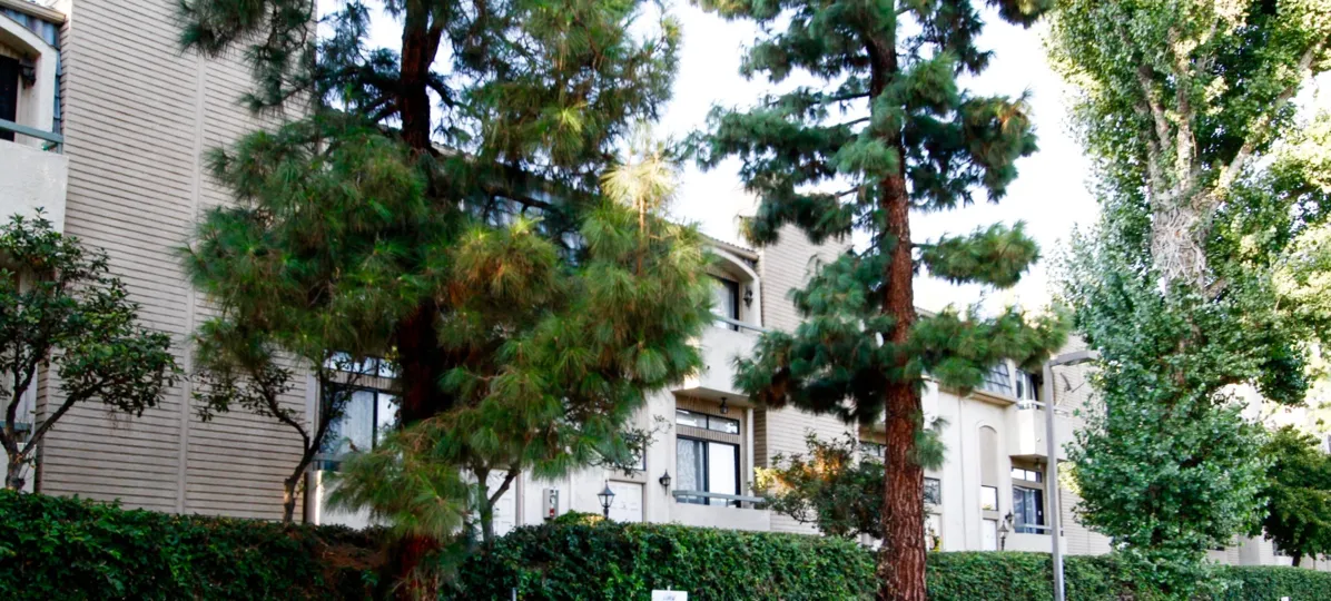 The trees around Kelvin Court