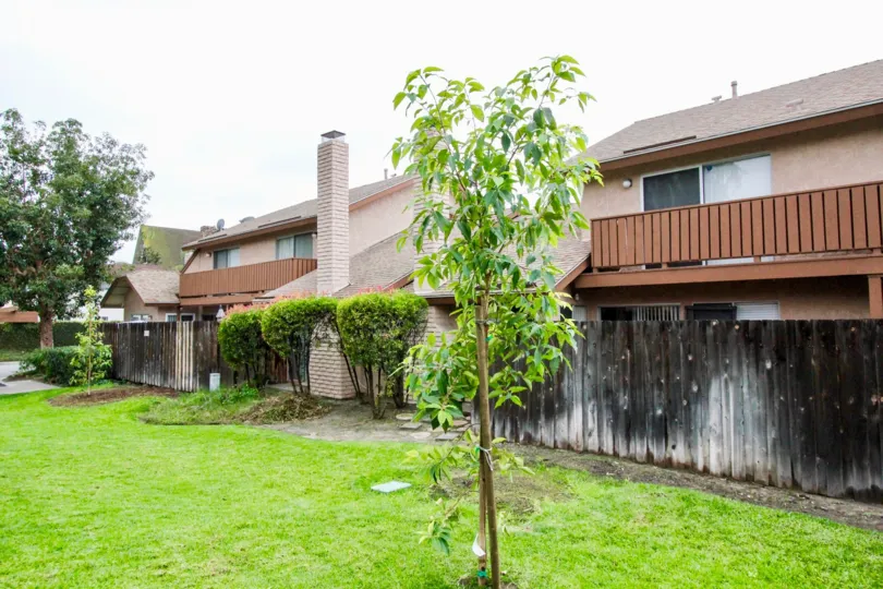 A newly planted tree in the lush backyards in Bramble Village in Anaheim, California