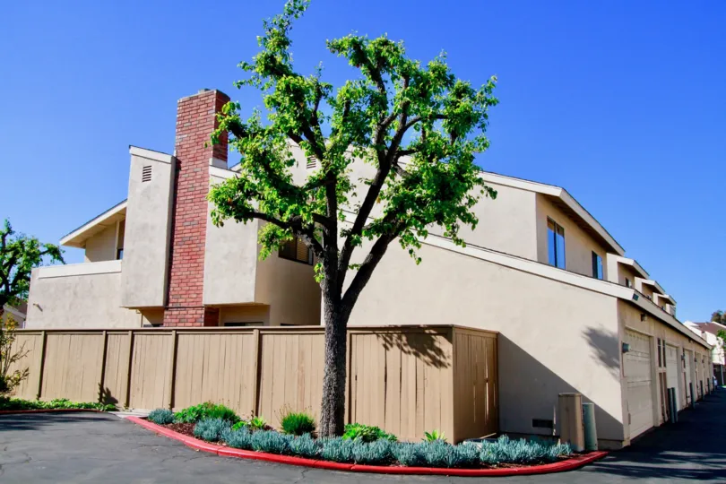 the single tree sorrounded with the lot of little bushes which is in brookview of costa mesa, california