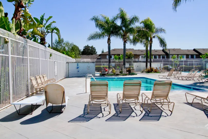 Monticello pool with deckchairs and palm trees on a sunny day.
