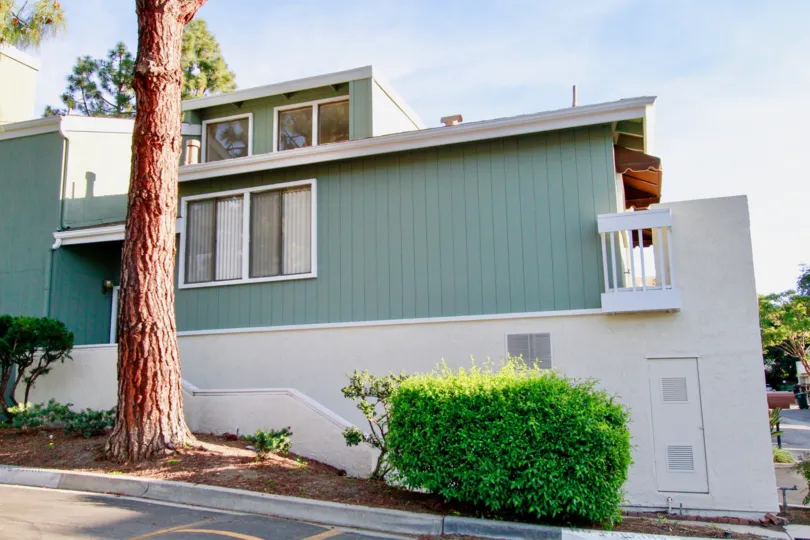the village creek has a old and strong tree which is in costa mesa of california