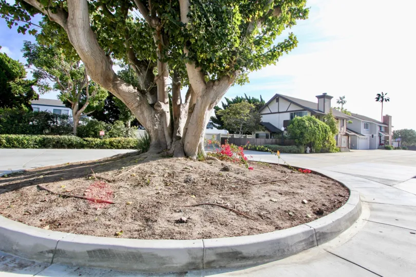 A sunny day in the Camino Heights with a trees and sand.