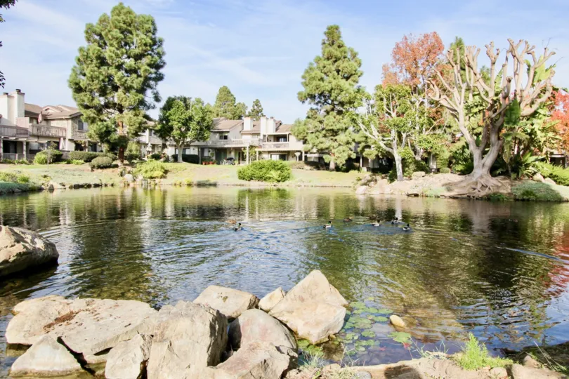 A bright day in the Old Mill Pond with a pond and trees.