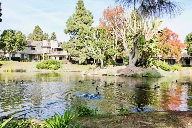Ducks is swim in Lake that in Old Mill Pond community with trees