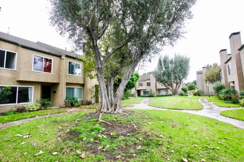 Tall green tree in between buildings at Fountain Park Fountain Valley, CA