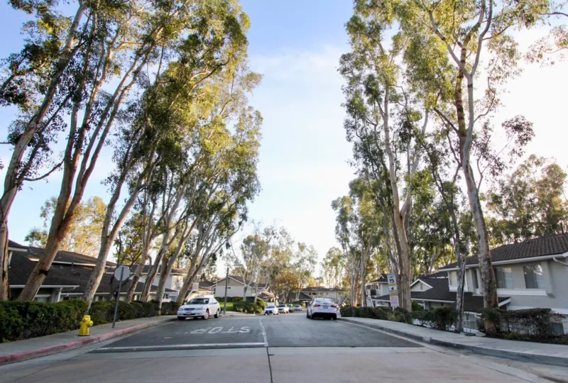A two way street lines by tall trees in Coyote Hills Bluffs community.