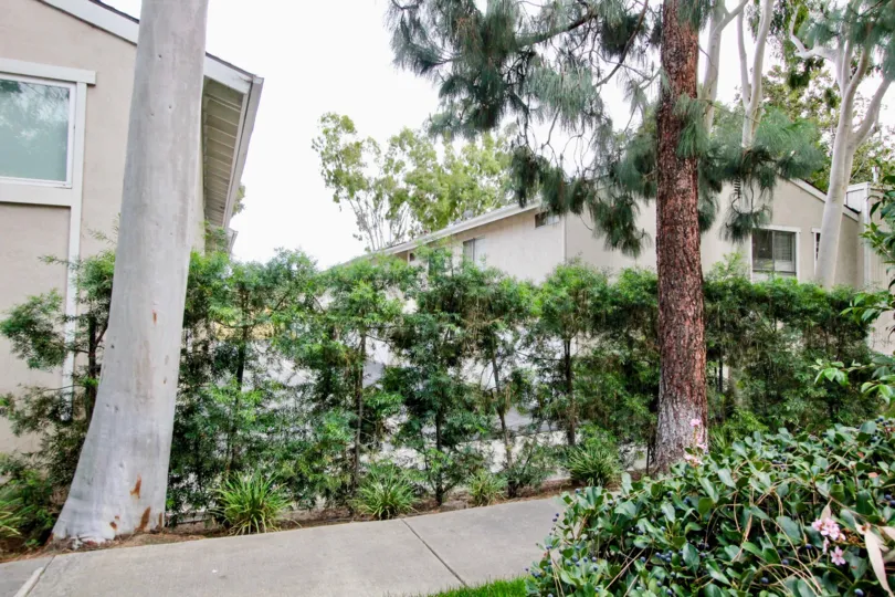 Green Tree Fullerton California blending roof and three big trunk trees in narrow path