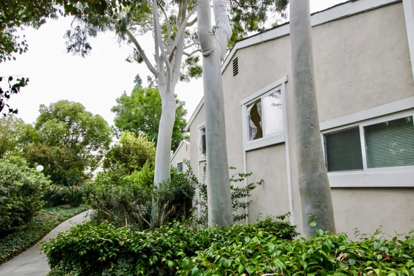 A sidewalk by a Green Tree home with bushes and trees along it.