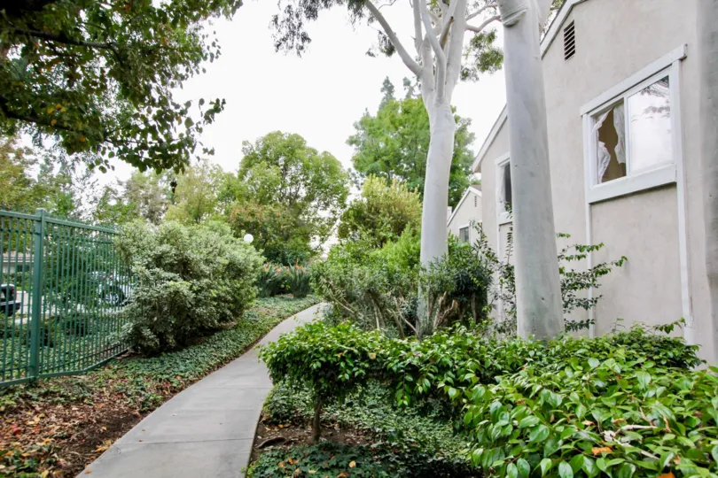 Green Tree Fullerton California white color stem trees add more beauty to this garden house