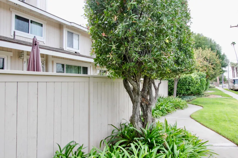 Green Tree Fullerton California building is normally build with long walls and green plants