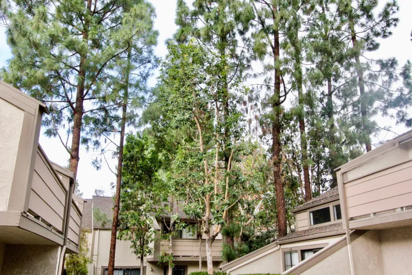 Trees in the Hidden Lakes community between apartment buildings on a cloudy day.