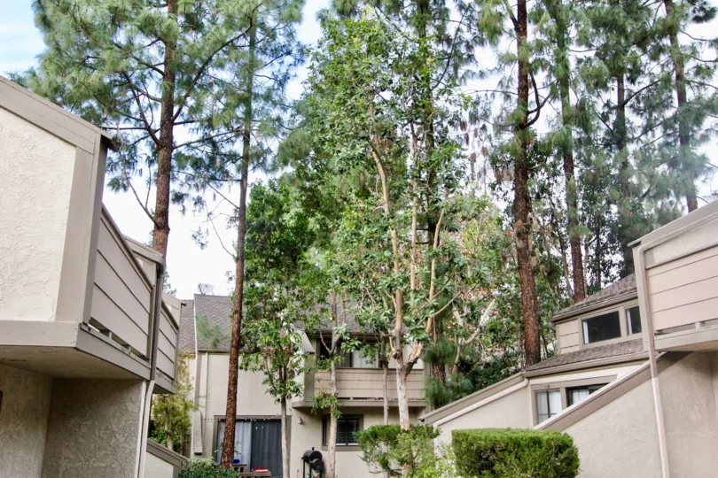 Tall trees in between building at Hidden Lakes Fullerton, CA