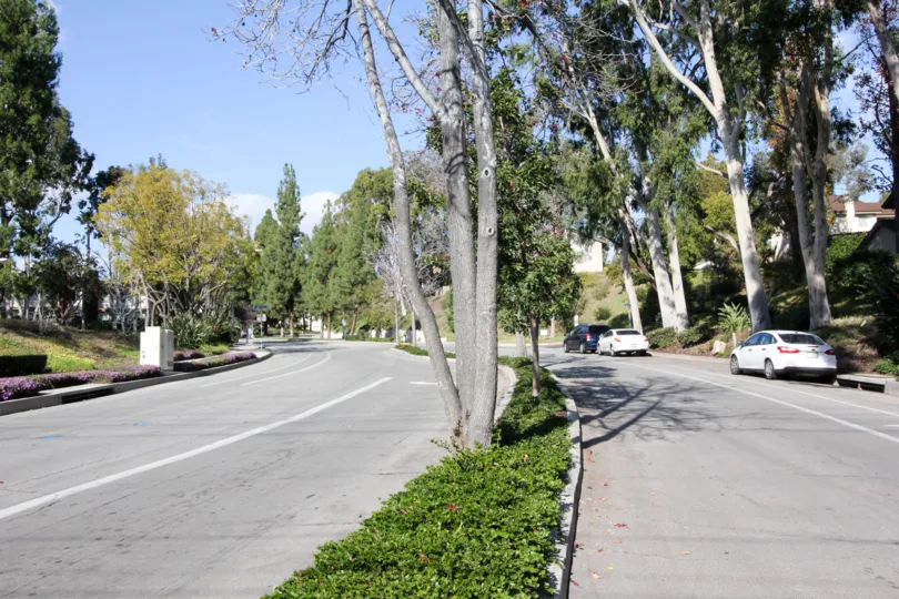 Car is parking at road in Sunny Ridge Townhomes with tallest trees and bushes