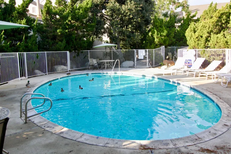 Ducks swimming in an oval pool in the cobblestone creek community