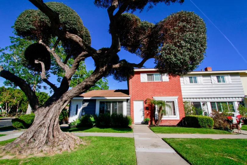 Bay Huntington Beach California big trunked huge tree put its shadow upto the home