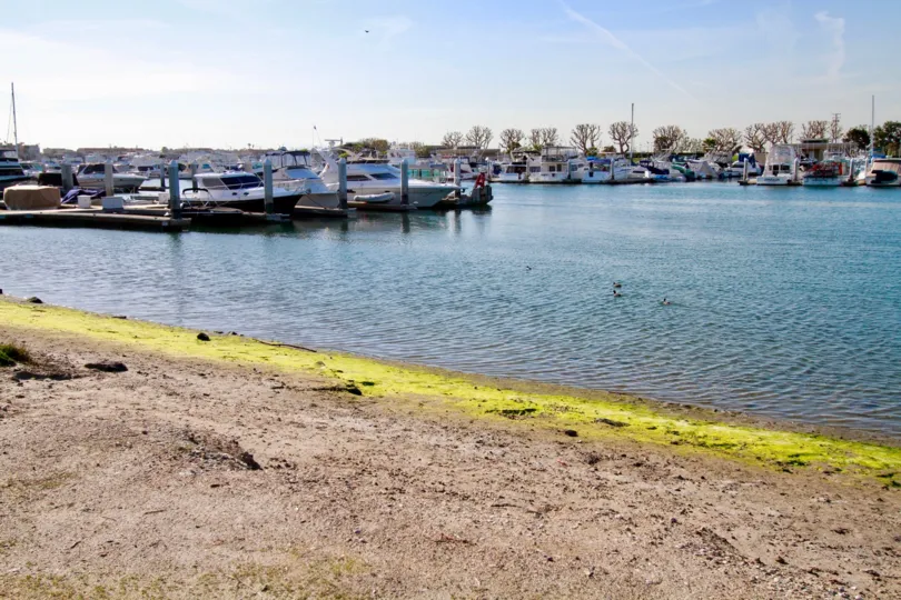 The sandy beach with ducks in the water at the marina of Portofino Cove.